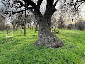 Un arbre gran amb un cadira d'oscil·lar i una taula de pícnic en una zona verda i enjardinada.