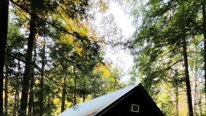 Eine rustikale Holzhütte mit Metalldach, umgeben von hohen Bäumen und einem unbefestigten Boden.