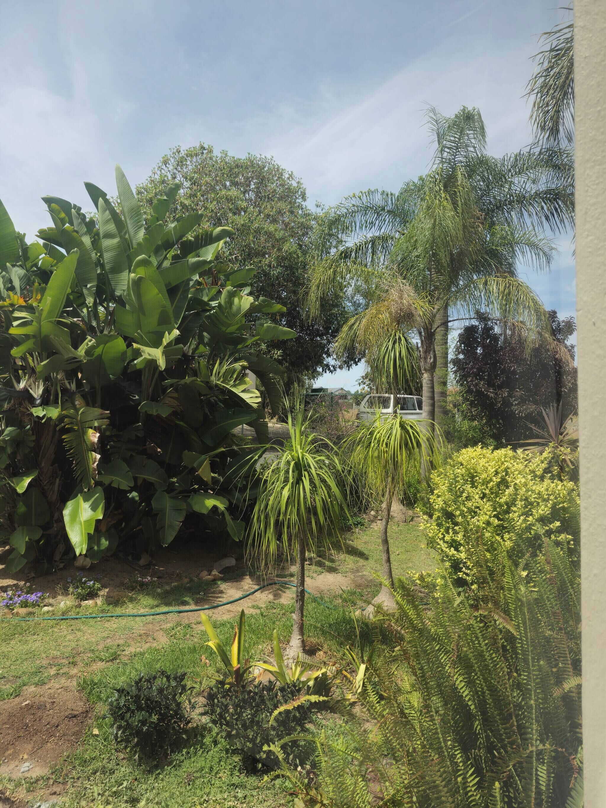 A garden with various plants and trees, including a palm tree and banana plants.