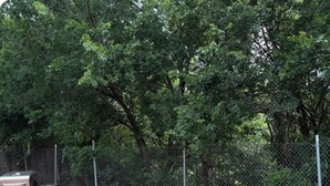 Mesa de piquenique com bancos, churrasqueira e lixeira em um quintal cercado.
