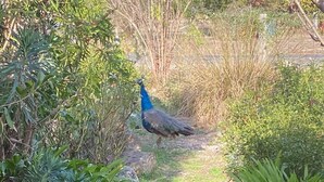 Ein Pfau schreitet auf einem steinbelagten Weg durch üppiges Grün.