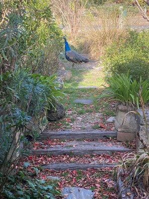 A peacock walking along a stone pathway surrounded by greenery. - Funky house close to Castlemaine, surrounded by extensive gardens and bushland. (Golden Point)