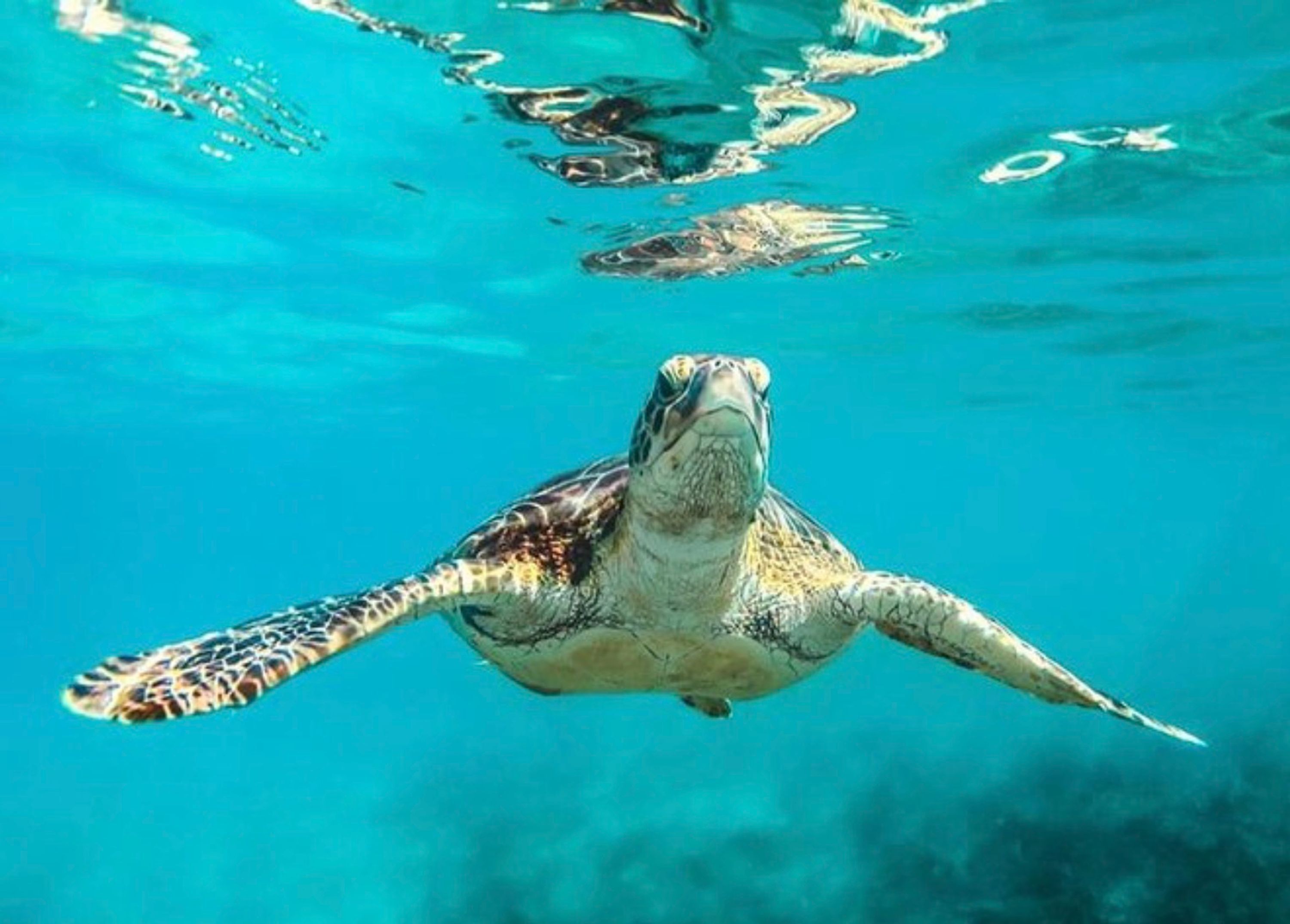 A sea turtle swimming underwater.