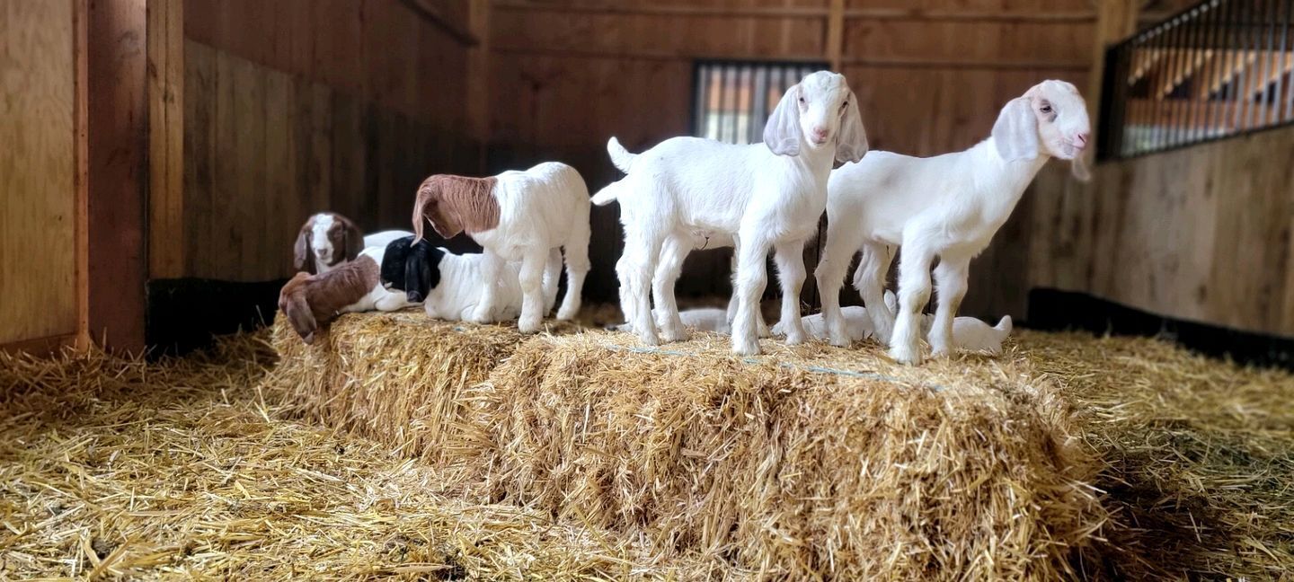 Un groupe de chèvres se trouve dans une grange dont les murs sont en bois et dont le sol est recouvert de foin.