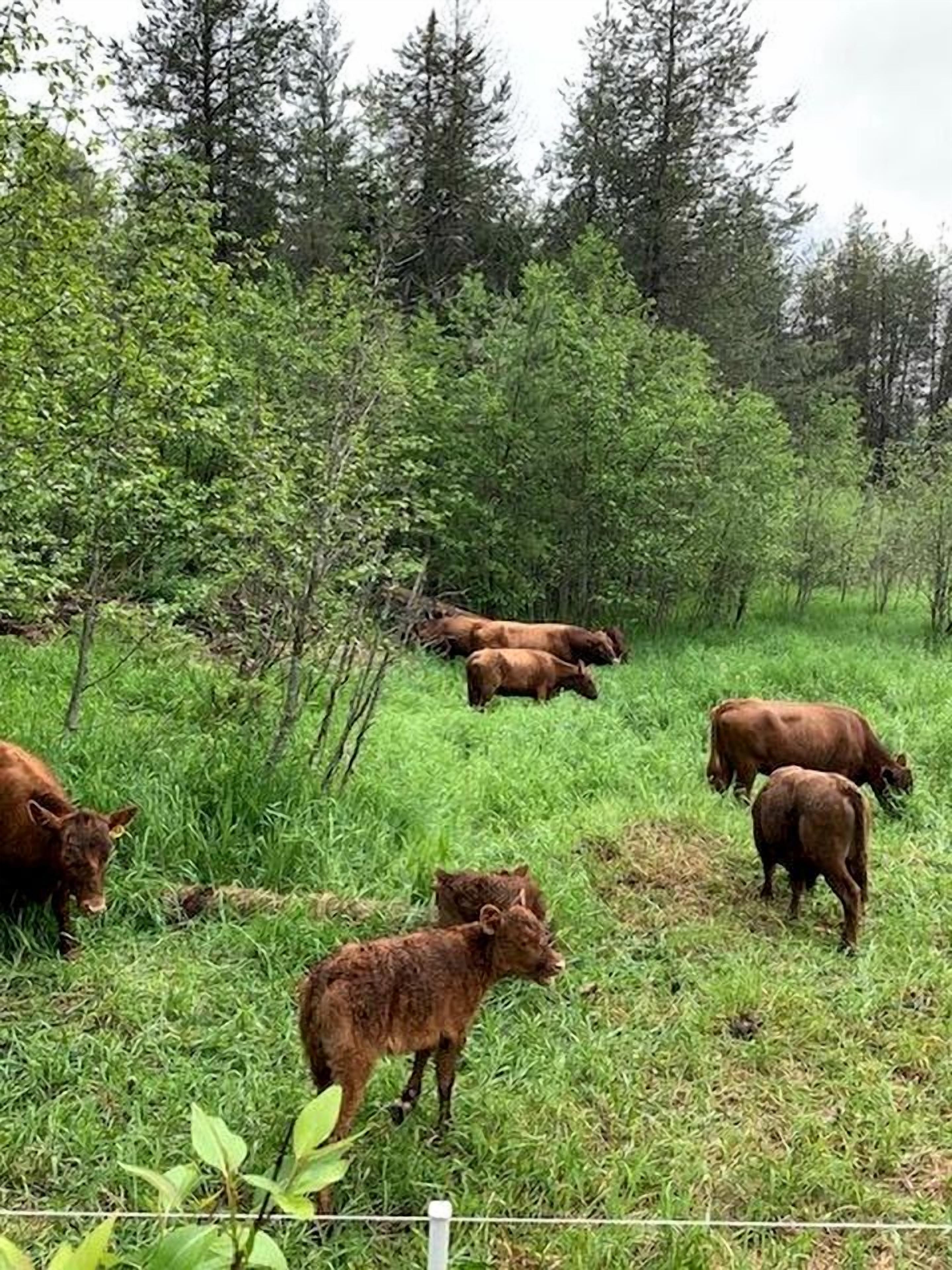 A group of cattle grazing in a grassy field with trees in the background.