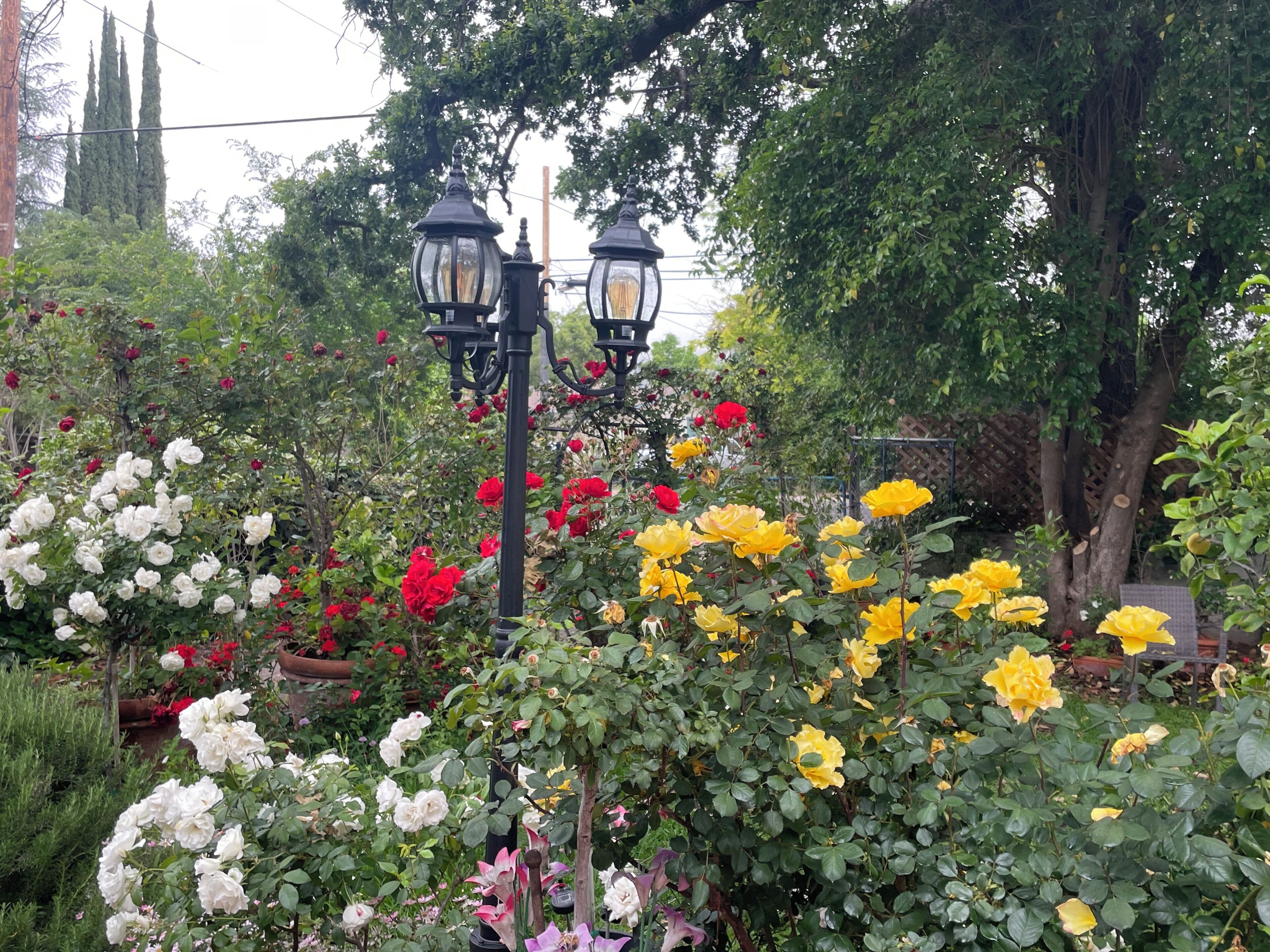 A garden with various flowering plants and two black street lamps.