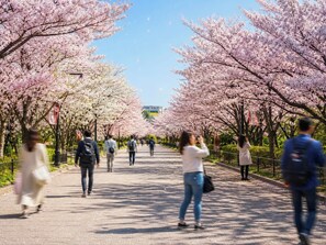 A pathway lined with cherry blossom trees, a clear sky, and people walking.