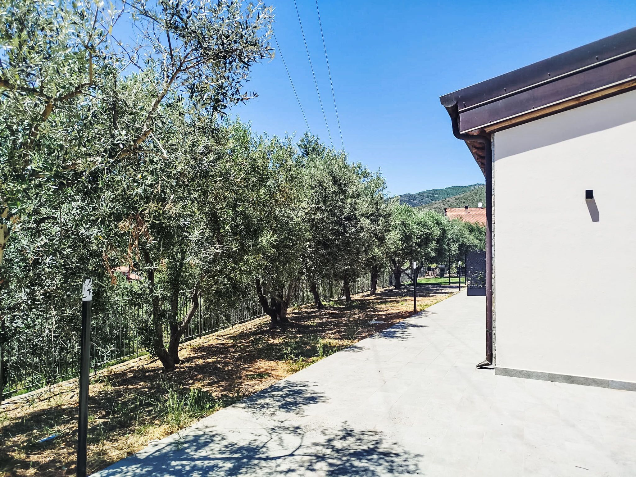 A pathway lined with olive trees leading to a white building with a dark roof.
