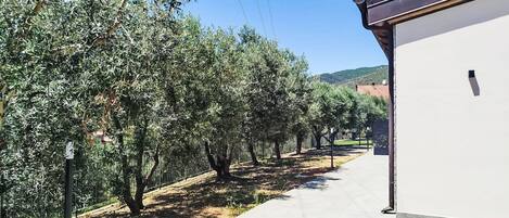 A pathway lined with olive trees leading to a white building with a dark roof.
