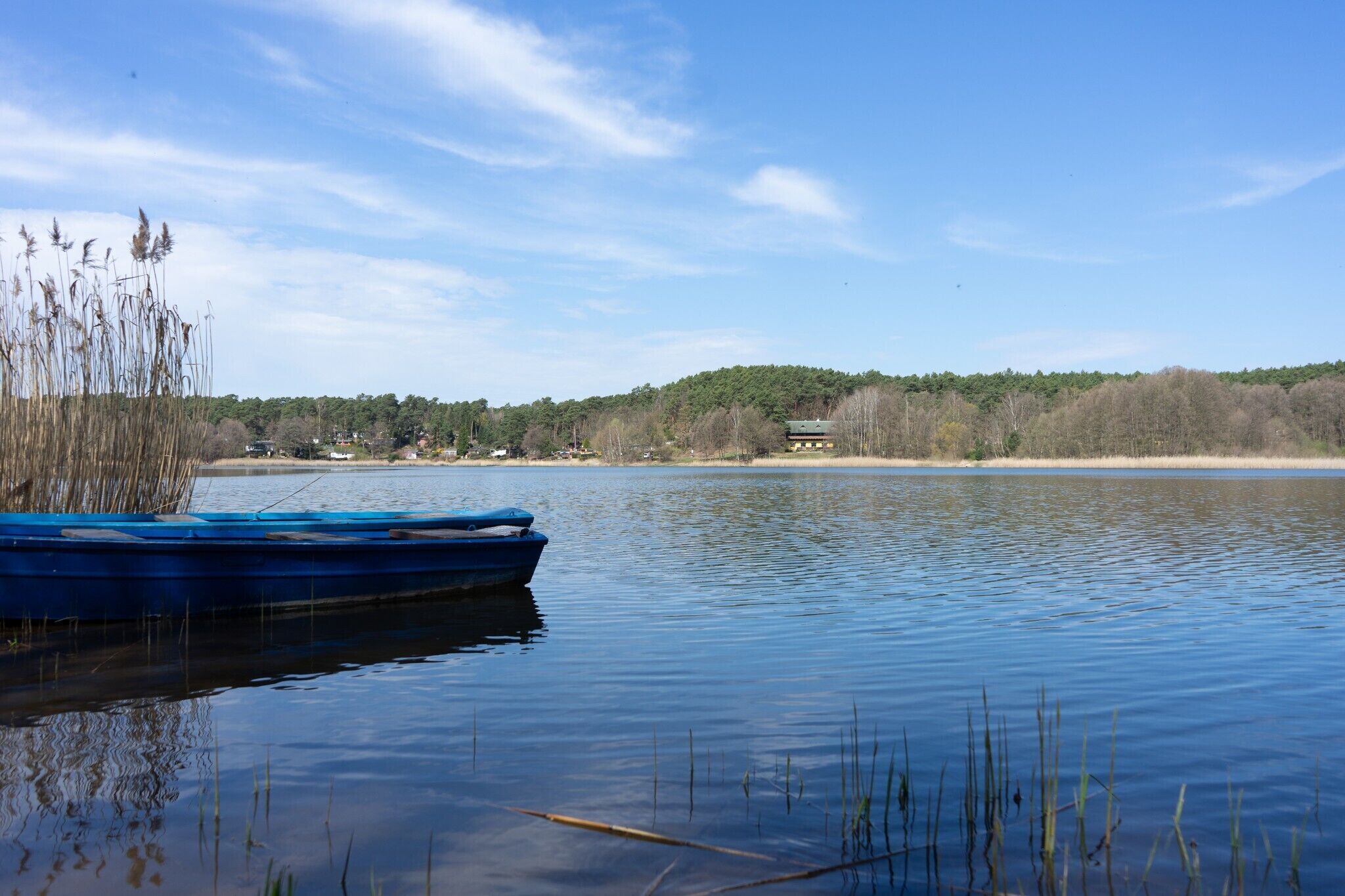 A calm lake with a blue boat docked on the left, surrounded by reeds and trees.