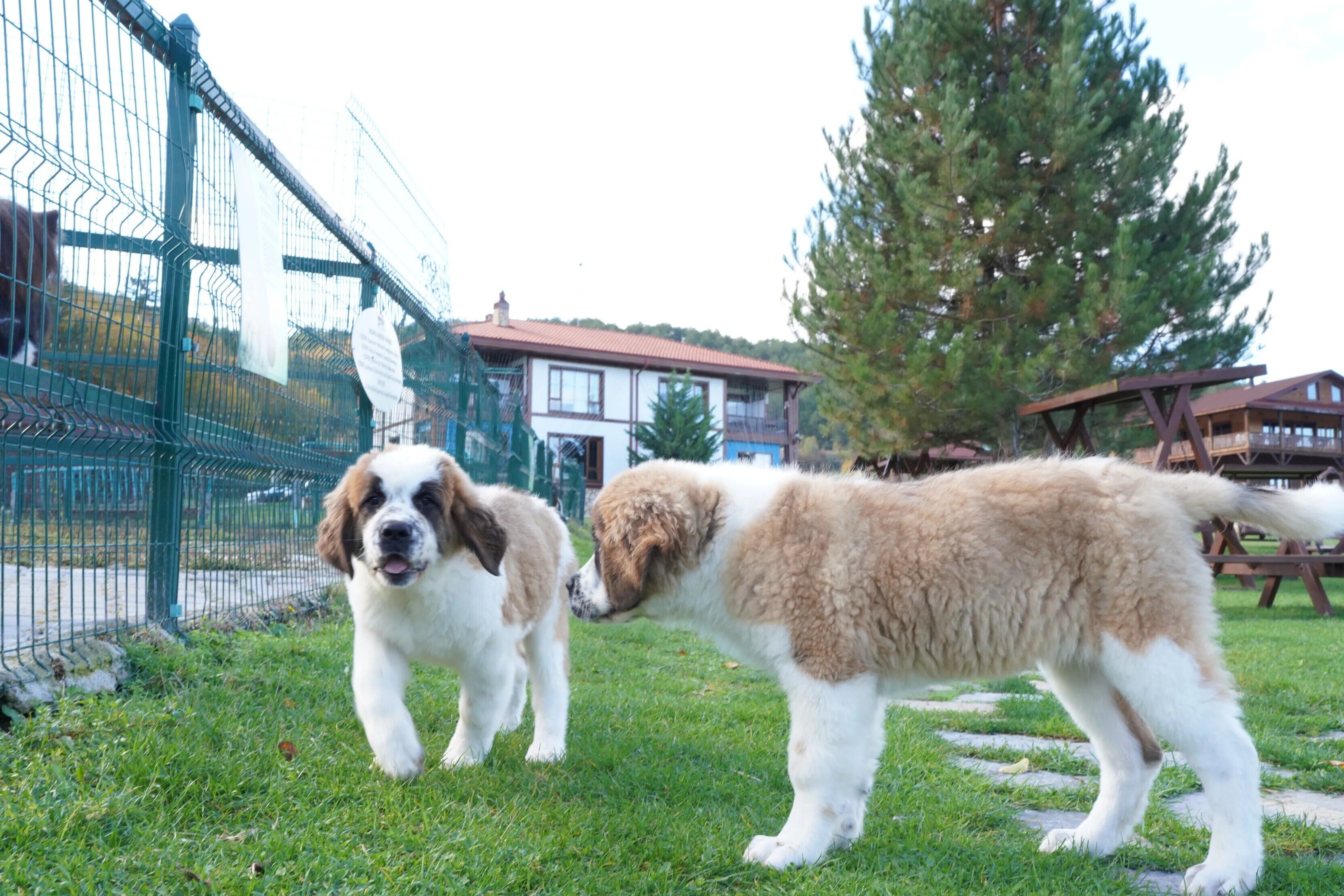 Two Saint Bernard dogs in a fenced outdoor area with grass and trees.