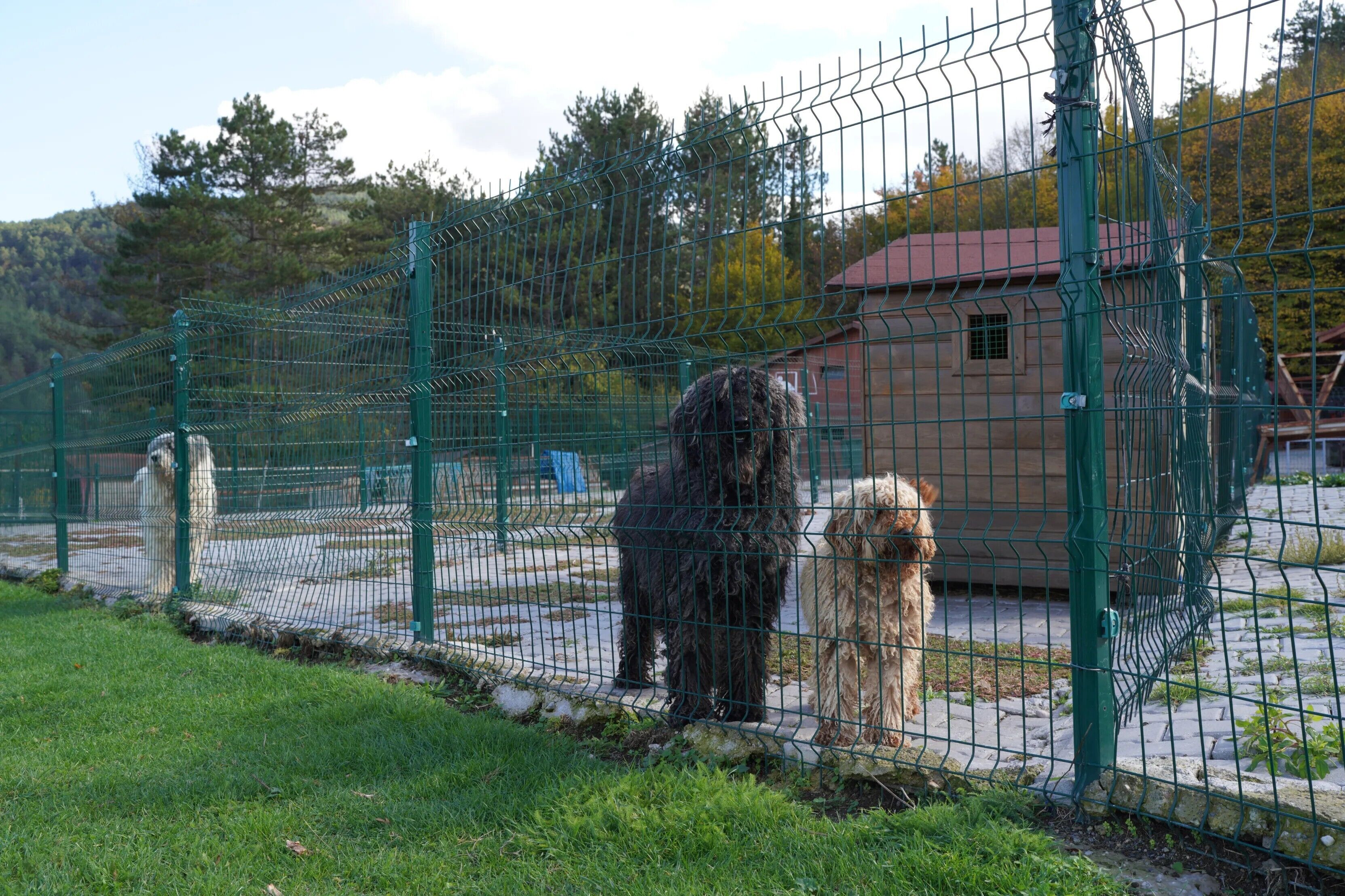 Un espace clos où se trouvent des chiens, un bâtiment et un paysage vallonné en arrière-plan.