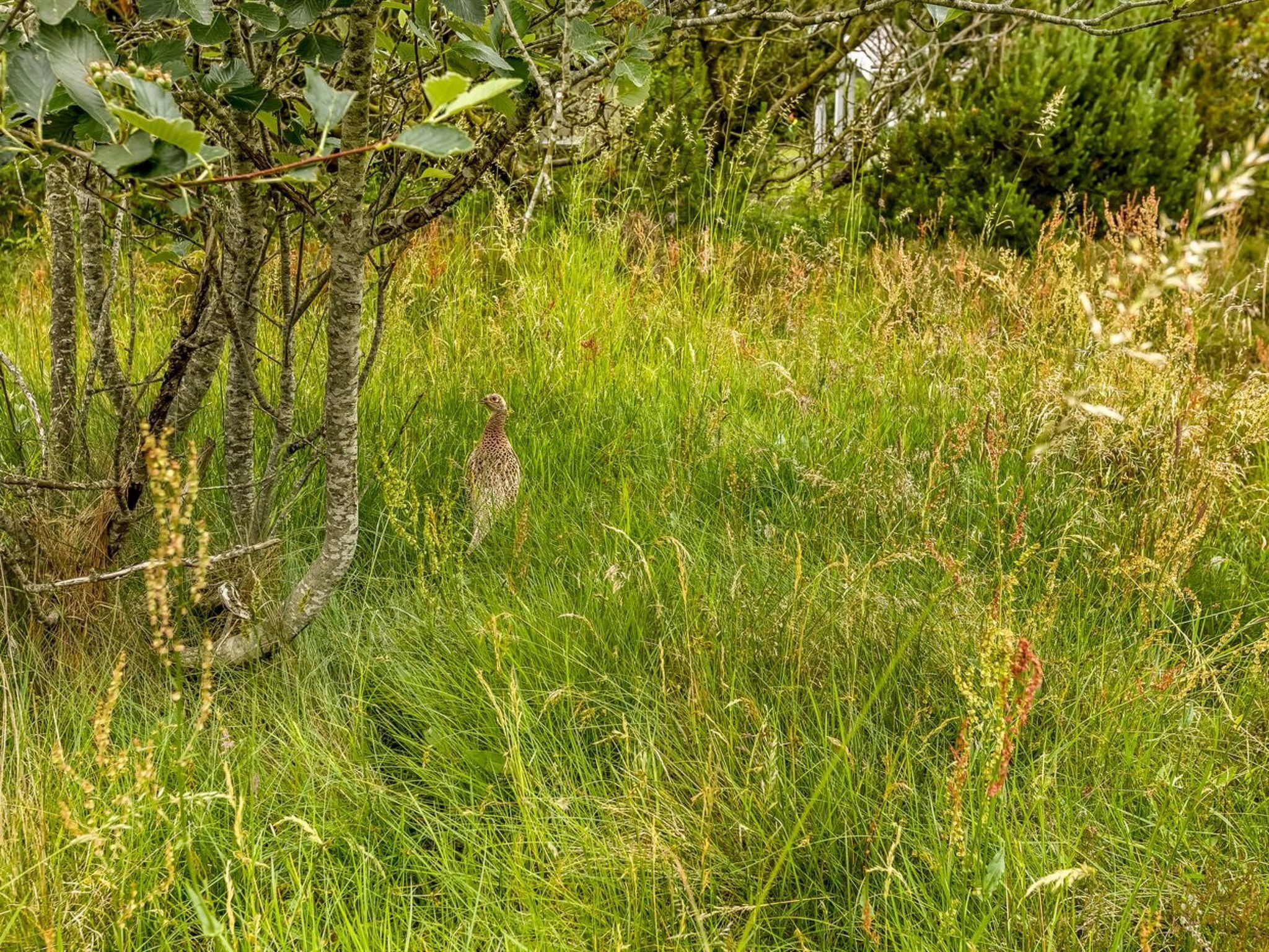 A bird in a grassy field with trees in the background.