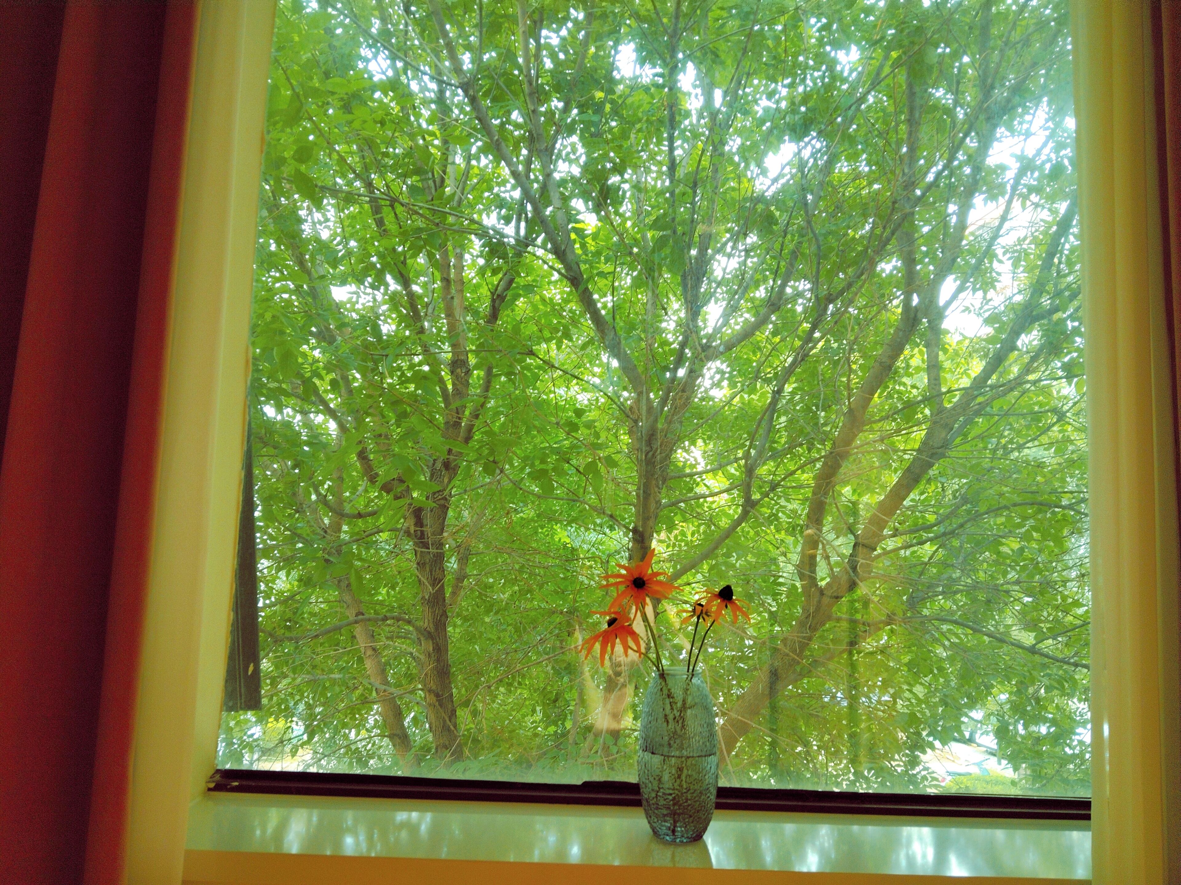 A window with a vase of flowers and a view of a dense green forest.