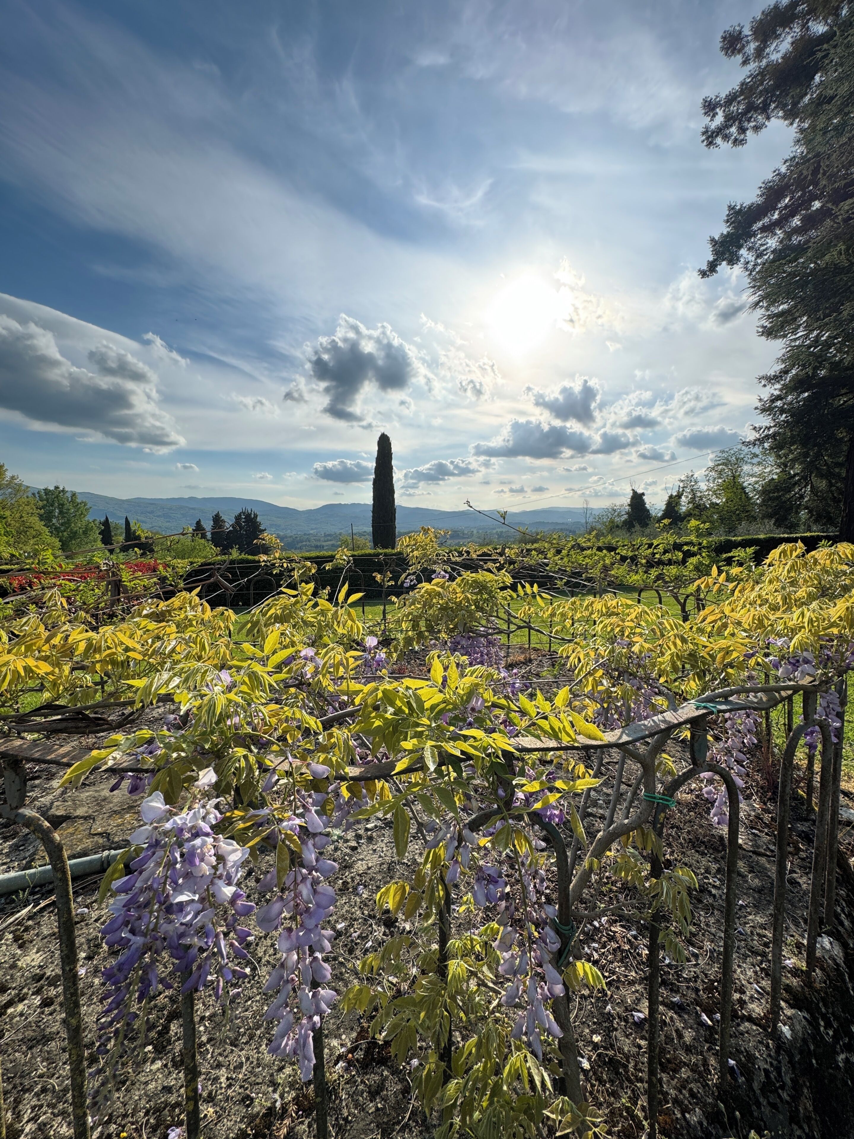 A garden with a variety of plants and a tall, narrow structure in the background.