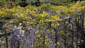Un jardin où l’on trouve une grande variété de plantes, avec une structure haute et étroite en arrière-plan.