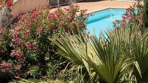 Una piscina rodeada de exuberante vegetación y vistas al mar.
