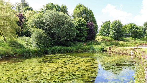 Een vijver met waterlelies, omringd door weelderige begroeiing en bomen.