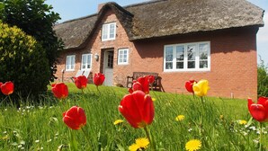 Ein Backsteinhaus mit einem Strohdach, umgeben von einem Garten mit roten und gelben Tulpen und Margeriten.