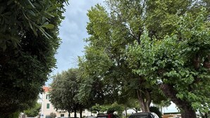 A street lined with parked cars and trees. - Studio apartment Milica  (Kaštel Novi)