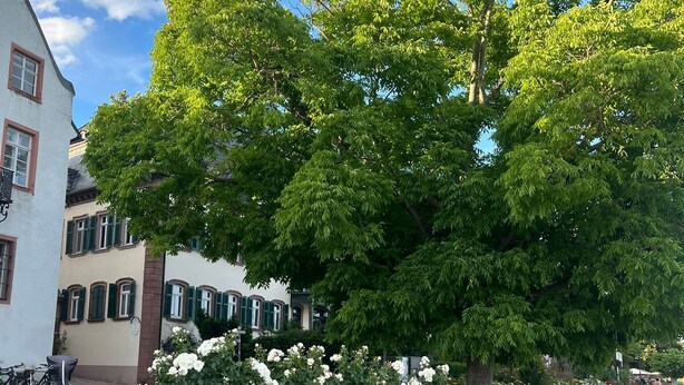 A paved walkway, a large tree, and a building with arched windows.
