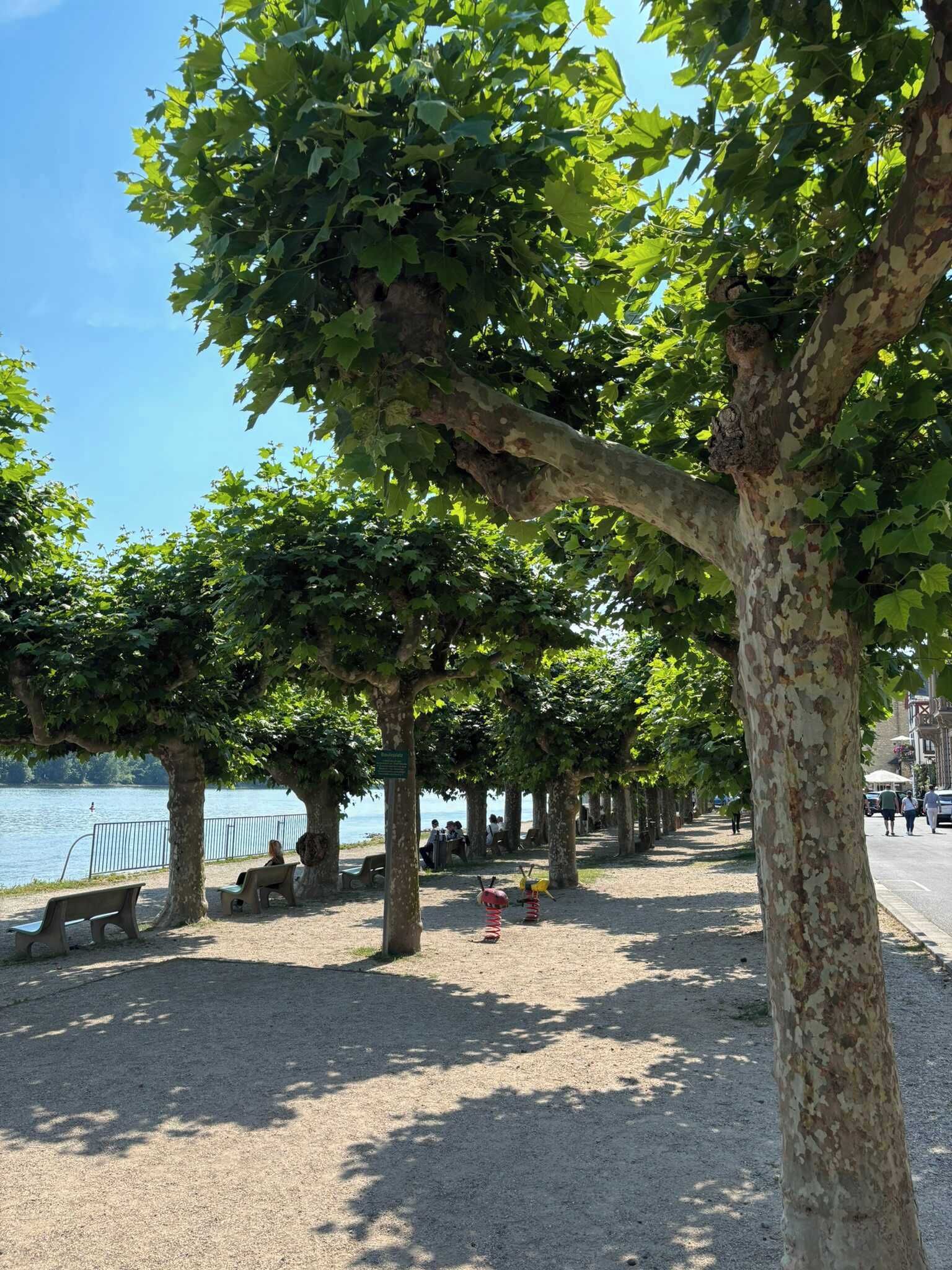 A tree-lined promenade with benches and a view of the water.