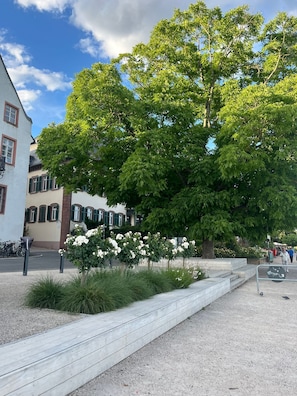 A paved walkway, a large tree, and a building with arched windows.