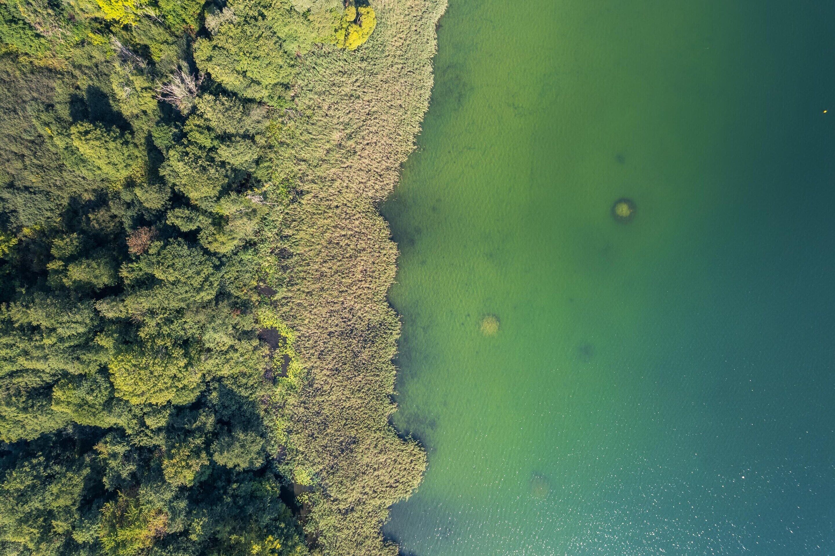 An aerial view of a coastal area with dense vegetation and a clear water body.