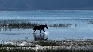 A silhouette of a horse walking through a body of water with mountains in the background. - Lakefront Slide House - Bear Lake - New (Fish Haven)