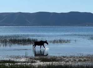 Silhouettenbild eines Pferdes, das durch Wasser läuft, mit Bergen im Hintergrund.