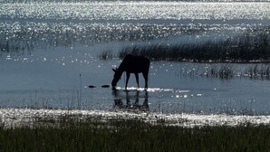 A horse grazing by a calm body of water with a mountain range in the background. - Lakefront Slide House - Bear Lake - New (Fish Haven)