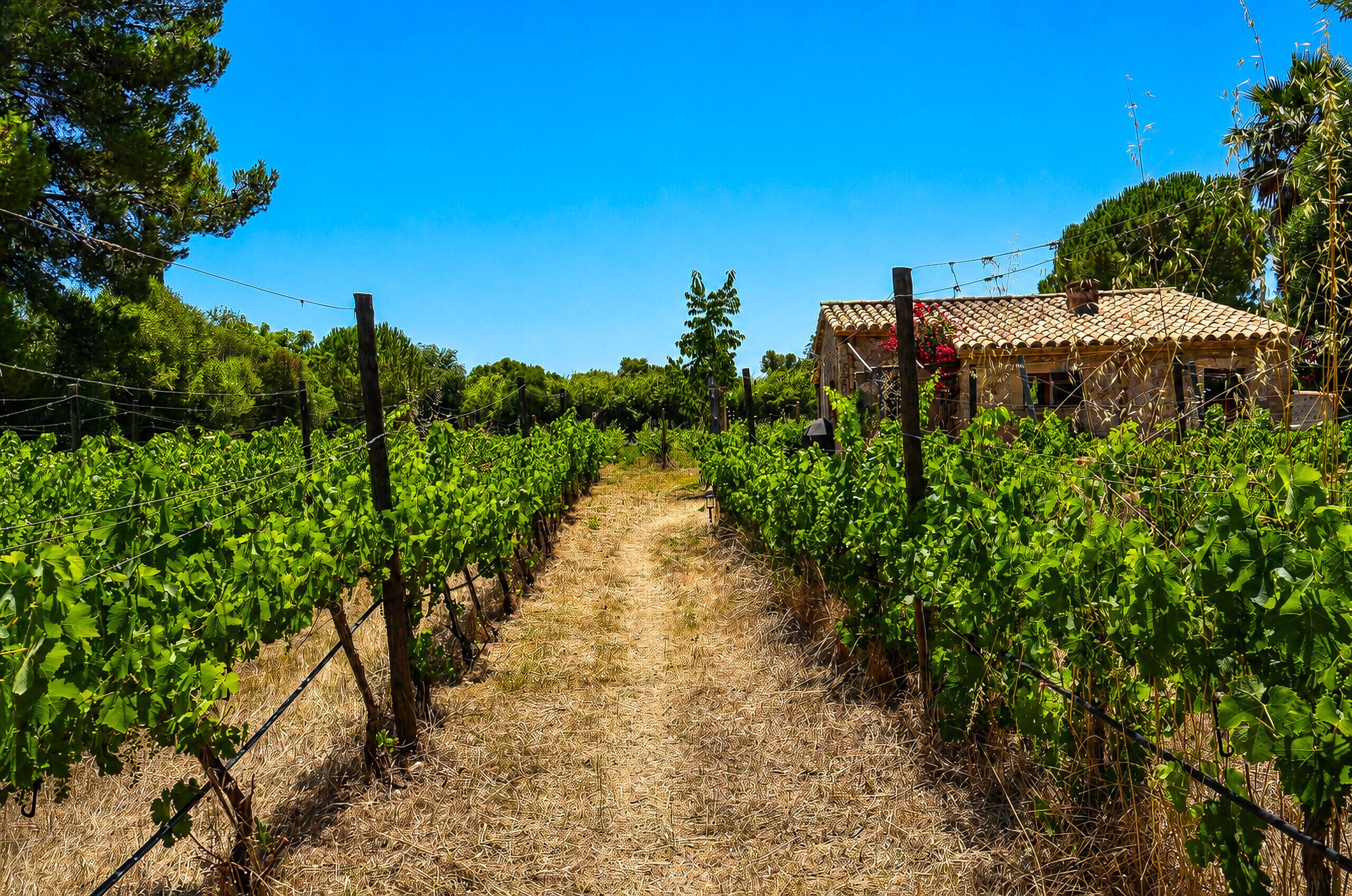 A vineyard path leading to a rustic building with a tiled roof.