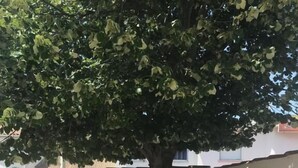 Une terrasse avec une table et des chaises, située sous un arbre, et entourée d’un petit muret en pierre et de plantes en pot.
