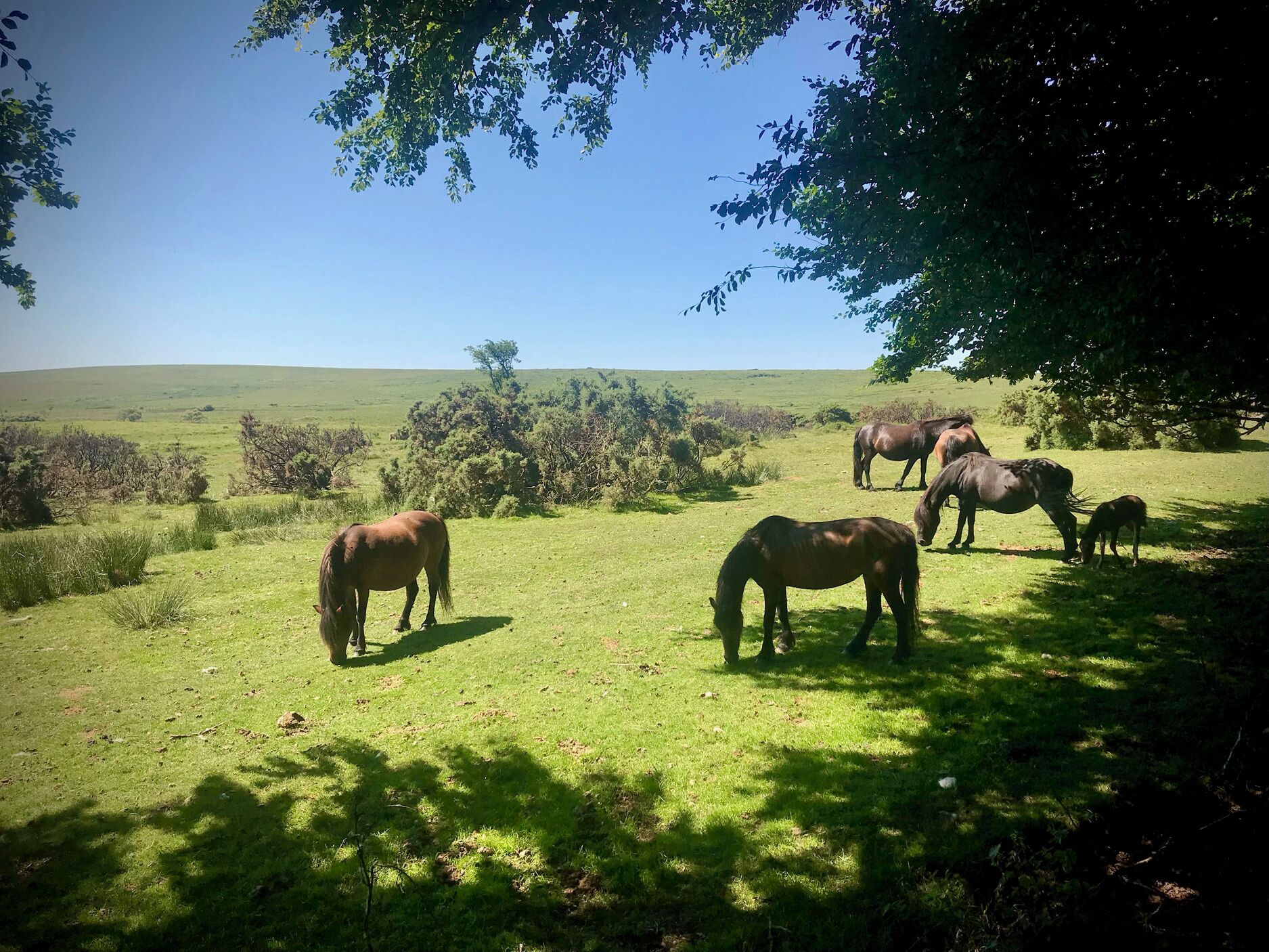Un campo cubierto de pasto con caballos pastando, árboles y un cielo despejado.