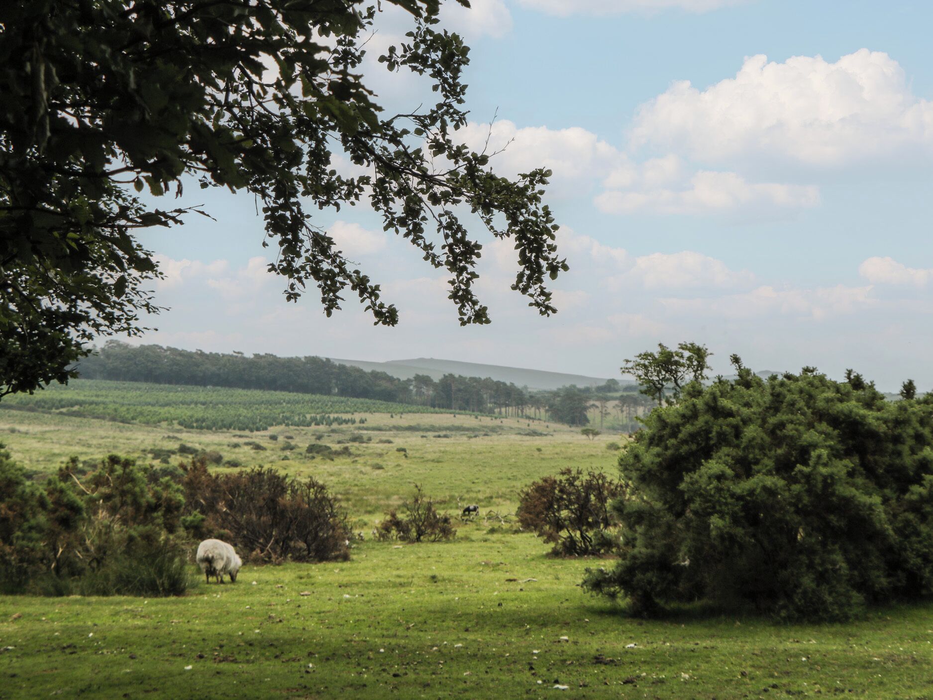 Un paysage rural avec un mouton qui broute, des arbres et une colline en arrière-plan.