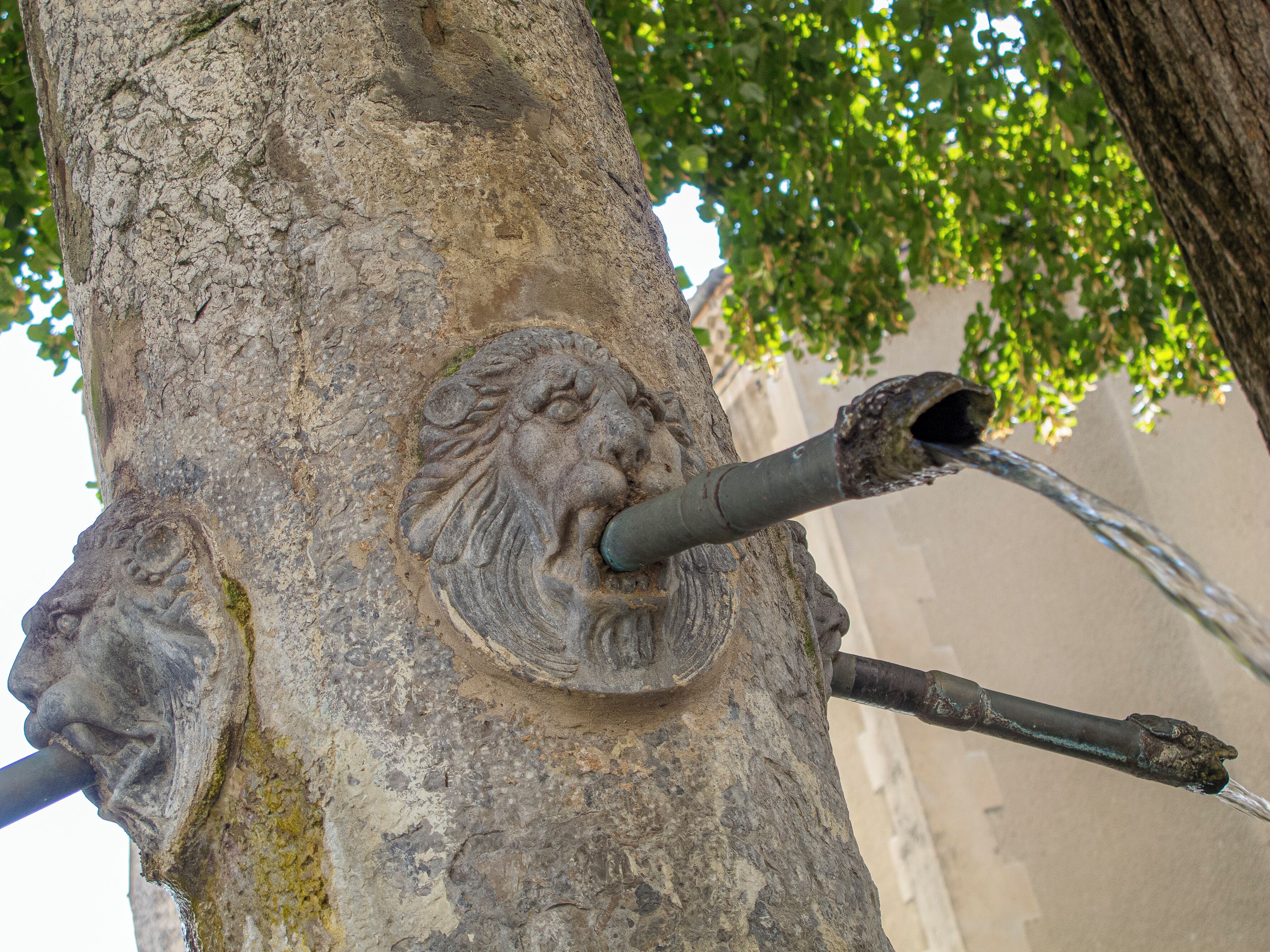 Un árbol con una escultura de cabeza de león y un tubo metálico.