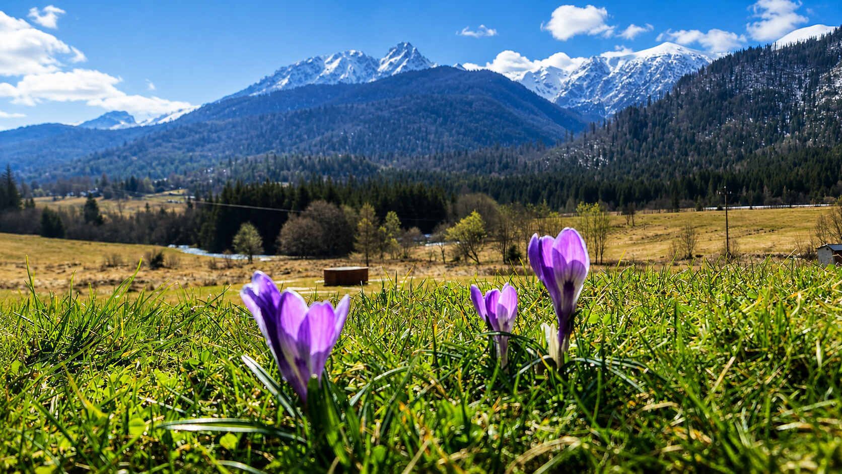A field with purple flowers and a mountain range in the background.