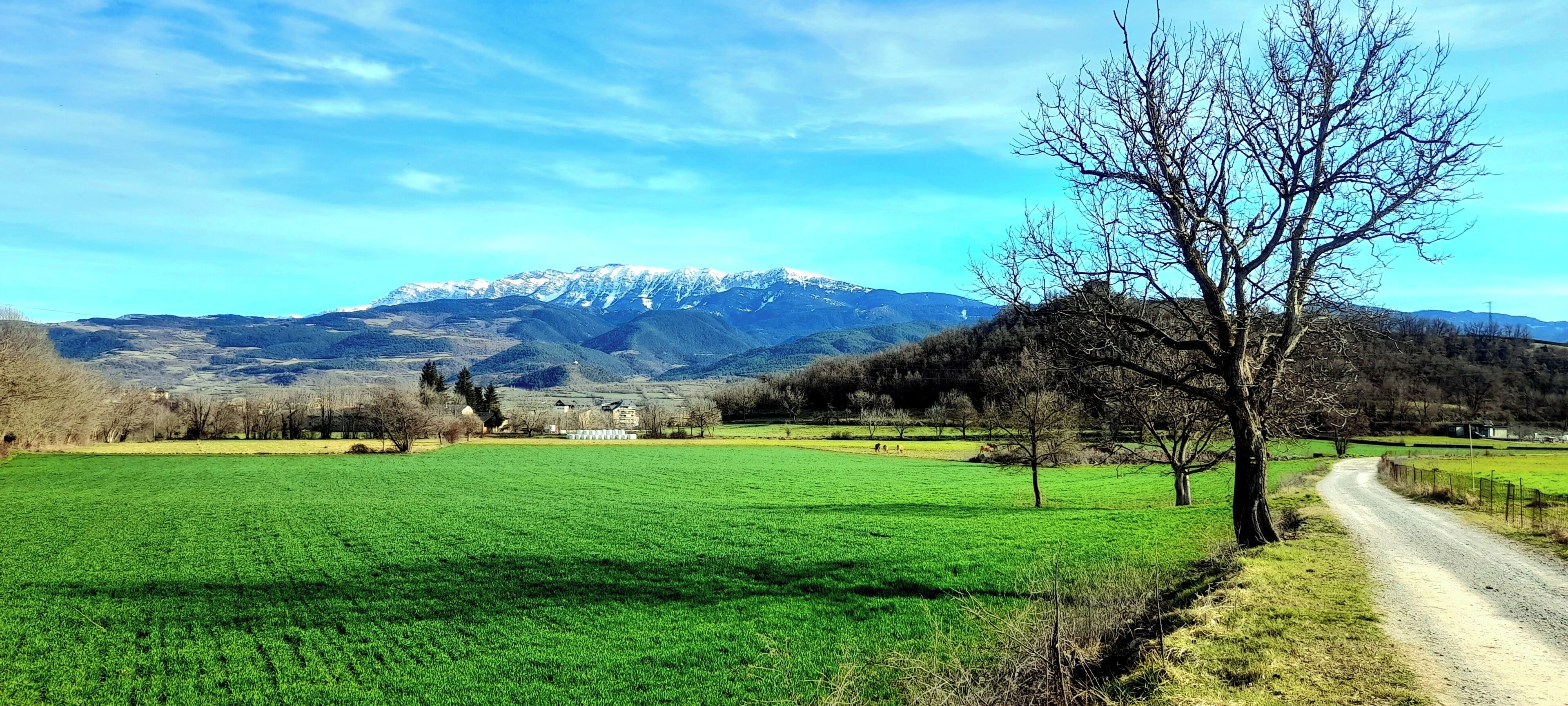 A rural landscape with a dirt road, green fields, a leafless tree, and a mountain range in the background.