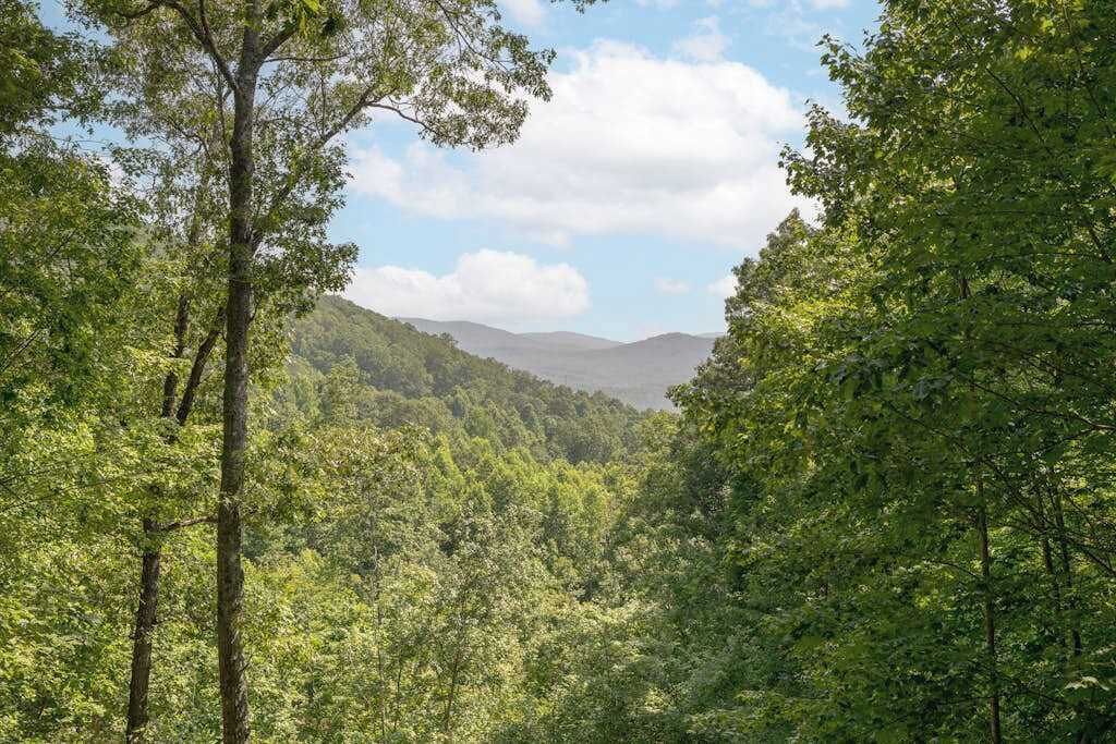 A forested valley with dense trees and distant mountains.