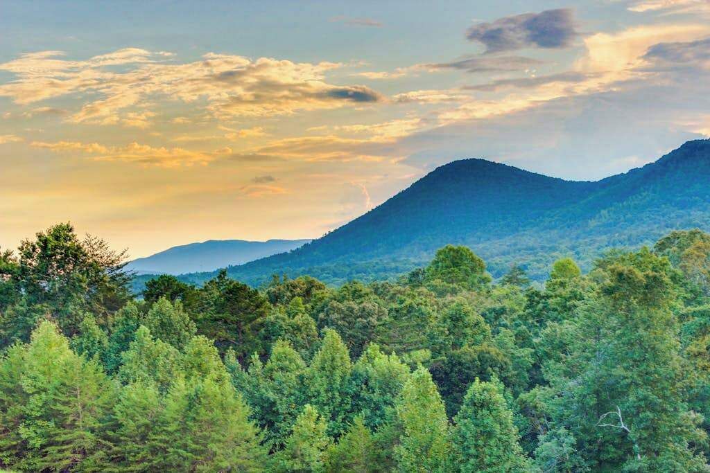 Een bergachtig landschap met een dicht bos op de voorgrond.