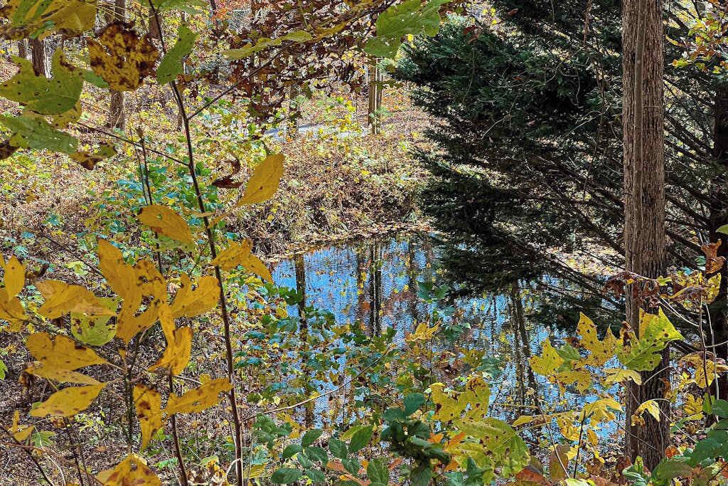 Une zone boisée comprenant une étendue d’eau, des arbres et du feuillage.