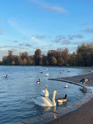 A body of water with swans and other birds, surrounded by trees and a clear sky. - Stylish Boutique Studio in Notting Hill (London)