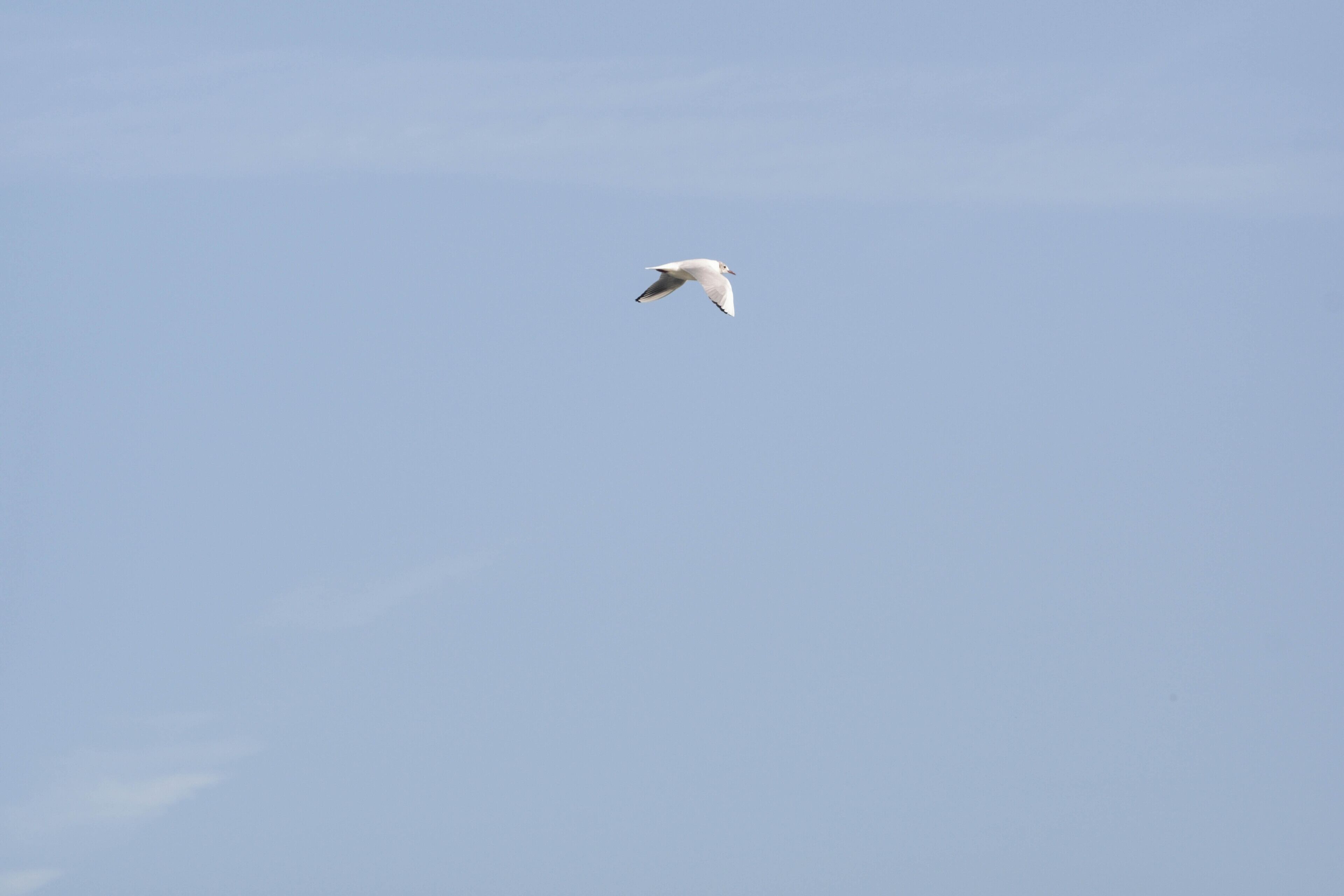 A bird in flight against a clear sky.