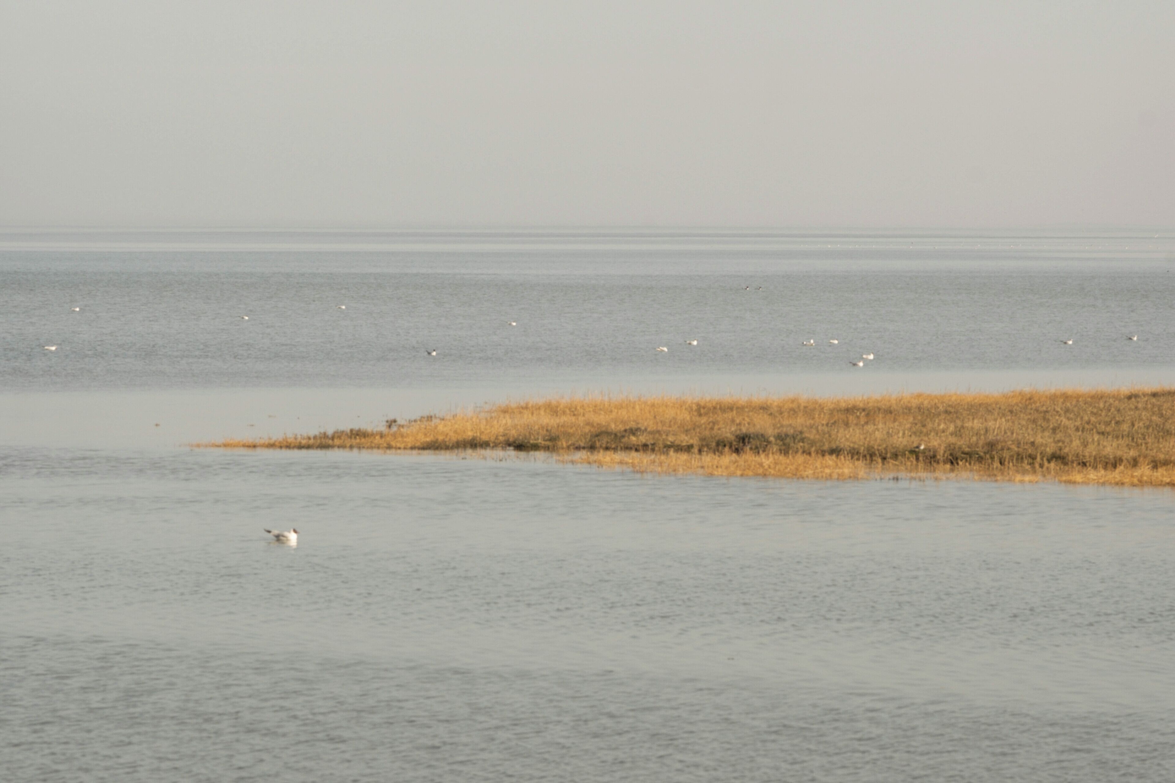 Una masa de agua tranquila con una zona cubierta de césped y varias aves.