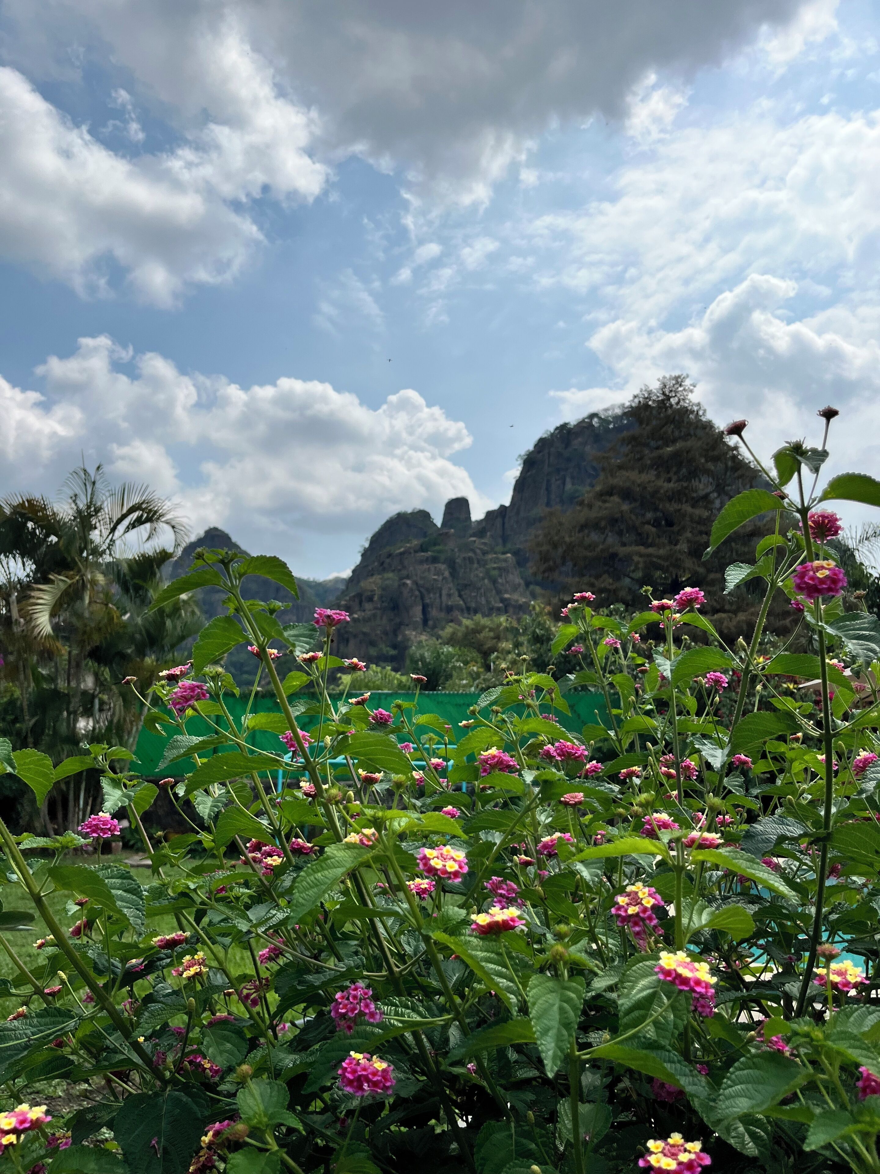 Un jardin agrémenté de plantes à fleurs, avec une chaîne de montagnes en arrière-plan.
