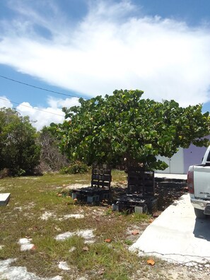 A tree with dense foliage, a concrete pathway, and a white vehicle parked nearby.