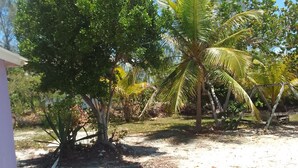 A garden with a variety of trees, including a palm tree, and a building with a white exterior.