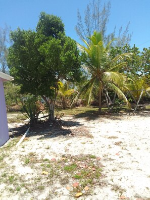 A garden with a variety of trees, including a palm tree, and a building with a white exterior.