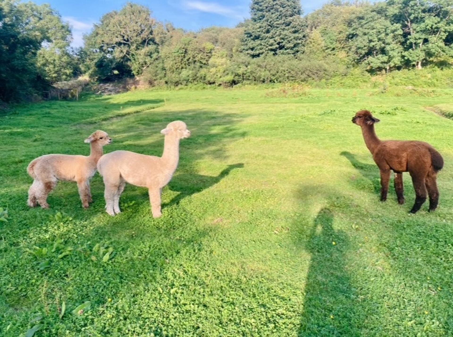 A grassy field with three alpacas standing.