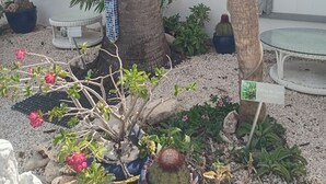 A garden with palm trees, a cactus, and a small table. - Group Accommodation WEAVING MILL ARUBA (Oranjestad)
